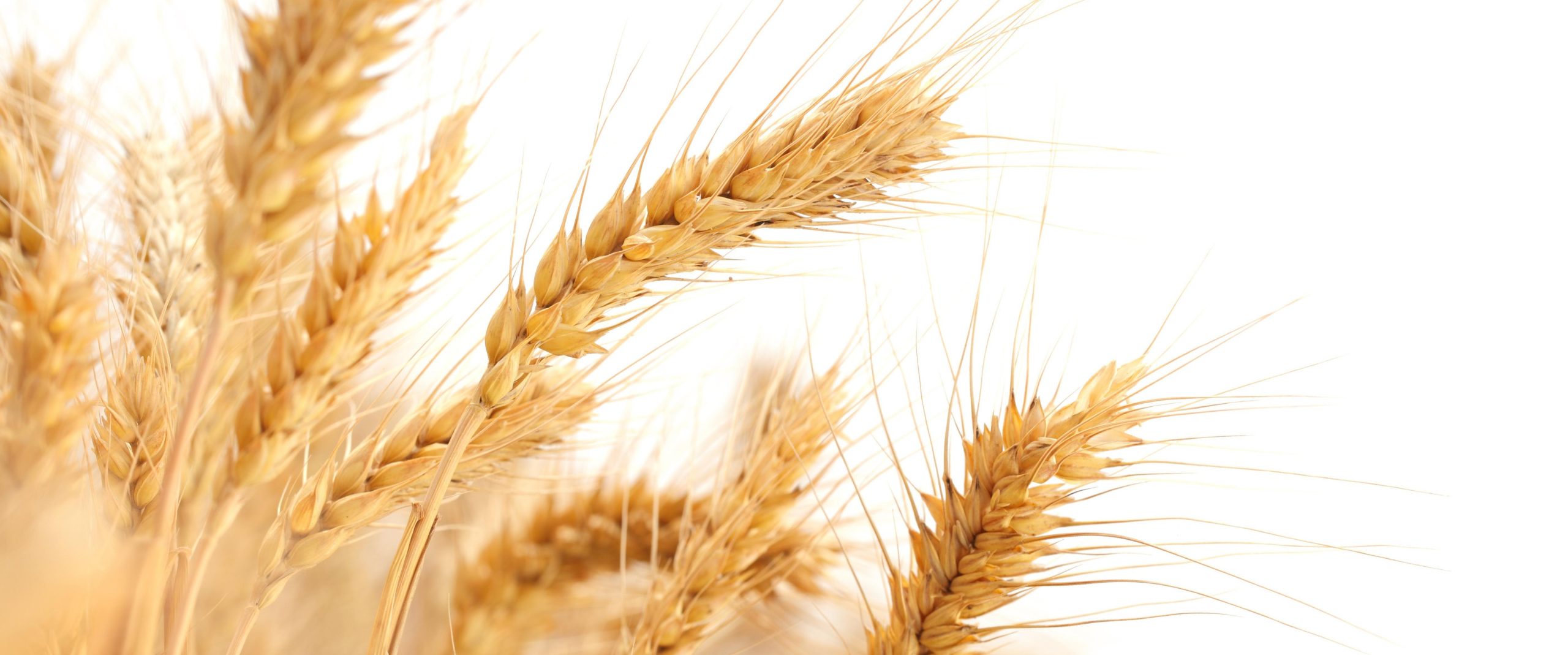 zcf428526-wheat-ears-2679158
